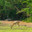 Sir Bani Yas island, United Arab Emirates - Jan 18 2024, Panoramic view of a lone gazelle struggling in a clearing among trees, at daytime, without people, in a safari park in Sir Bani Yas island, UAE. Стоковое фото, фотограф Сергей Богомяко / Фотобанк Лори