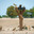 Sir Bani Yas island, United Arab Emirates - Jan 18 2024, panoramic view of a wild duck nest with birds flying nearby, in a safari park, without people, at daytime, Sir Bani Yas island, UAE. Стоковое фото, фотограф Сергей Богомяко / Фотобанк Лори