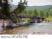 Old wooden dilapidated bridge over Altai river Bashkaus. On the river banks there is siberian larch taiga forest. Стоковое фото, фотограф Сергей Пристяжнюк (Serg Zastavkin) / Фотобанк Лори