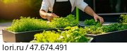 Sterile system ensures food of tomorrow is pure, tomorrow's greens grown without soil, tomorrow's meals nurtured in glass, tomorrow begins with science. Стоковое AI-изображение, AI-художник Мария Фадеева / Фотобанк Лори