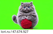 Gray fluffy kitten with a ball of yarn. Стоковое AI-видео, аниматор Виктория Кольцова / Фотобанк Лори