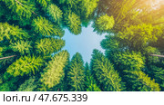Forest canopy vista: A tranquil upward glimpse to nature's embrace of tall treetop against a serene sky. Стоковое AI-изображение, AI-художник Данила Большаков / Фотобанк Лори