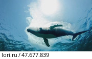 Humpback whale playfully swimming in clear blue ocean. Whale swims near surface of water in rays of the sun. View from below. Стоковое AI-видео, аниматор Евгений Ткачёв / Фотобанк Лори