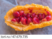 The fruit of Momordica charantia, also known as bitter melon or Indian cucumber. The fruit is cut open, revealing its distinctive bright orange skin and the juicy, deep red seeds inside. The seeds are smooth and glossy, and are tightly packed into the fruit cavity. This exotic plant is known for its medicinal properties and is used in traditional medicine and cooking, especially in Asian countries. In the background is a blurred stone or tile surface. Стоковое фото, фотограф Анна Кривицкая / Фотобанк Лори