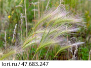Hordeum jubatum - многолетнее растение семейства злаковых (Poaceae) . Распространенные названия - Ячмень гривастый, ячмень-лисохвост, ячмень-бобтейл, ячмень-белохвост. Стоковое фото, фотограф Pukhov K / Фотобанк Лори