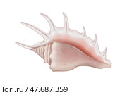 Realistic Illustration of Murex Shell. Стоковая иллюстрация, иллюстратор Андрей Апоев / Фотобанк Лори