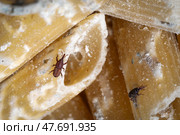 Granary pest rice weevil on spoiled uncooked pasta macro. Стоковое фото, фотограф Георгий Дзюра / Фотобанк Лори
