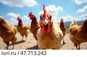 Curious chicken in a sunny farmyard. Стоковое AI-изображение, AI-художник Андрей Бакусов / Фотобанк Лори