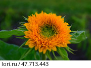 Подсолнух сорта плюшевый мишка с капельками росы. Common sunflower (Helianthus annuus) Teddy Bear. Стоковое фото, фотограф Photolart / Фотобанк Лори