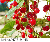 Красная смородина или садовая смородина (Ribes rubrum). В скандинавских странах ее часто используют в качестве ингредиента фруктовых супов и пудингов. Стоковое фото, фотограф Сергей Елизарьев / Фотобанк Лори