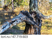 Береза пораженная молнией. Сибирь. Тюменская область. Стоковое фото, фотограф Александр Тараканов / Фотобанк Лори