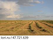 Сельский пейзаж с совхозным полем и с урожаем зерновых культур, собранным в ходе жатвы в ровные длинные ряды, уходящими вдаль к линии горизонта. По голубому небу плывут живописные белые облака. Стоковое фото, фотограф Irina Solonina / Фотобанк Лори