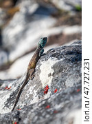 Summer animal wildlife wallpaper. Small colorful lizard in the wild on a stone. Стоковое фото, фотограф Екатерина Якименко / Фотобанк Лори