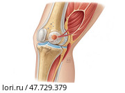 Understanding Eligible Band Syndrome and Its Effects on the Knee Generative AI. Стоковое AI-изображение, AI-художник Roman Zavorotny / Фотобанк Лори