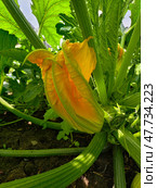 Close-up photo of a watermelon flower surrounded by stems and leaves. Стоковое фото, фотограф Сергей Пристяжнюк (Serg Zastavkin) / Фотобанк Лори