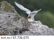 Черноголовая чайка кормит маленького птенца на скалах. Стоковое фото, фотограф Писарев Александр Владимирович / Фотобанк Лори
