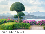 The Boho Tree, a symbol of Buddhism with a beautiful round crown on the observation deck near the Dam in Kaosok Park in Thailand, against the backdrop of Cheo Lan Lake and mountains during the day, a famous tourist spot. Landscaping, professional bush cutting and garden maintenance. Стоковое фото, фотограф Владимир Разгуляев / Фотобанк Лори