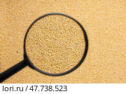 Millet with a magnifying glass. Стоковое фото, фотограф Александр Собко / Фотобанк Лори