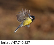 Tit bird flying in sunny garden spreading wings and feathers. Стоковое фото, фотограф Бачкова Наталья / Фотобанк Лори