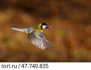 Tit bird flying in sunny garden spreading wings and feathers. Стоковое фото, фотограф Бачкова Наталья / Фотобанк Лори