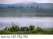 Озеро Чагаколь на Алтае. Morning fog over water. Lake Chagakol. buses of Dasiphora fruticosa are on foreground. Стоковое фото, фотограф Сергей Пристяжнюк (Serg Zastavkin) / Фотобанк Лори