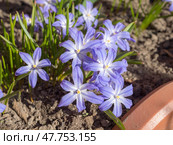 Blue chionodoxa flowers in spring. Стоковое фото, фотограф Argument / Фотобанк Лори