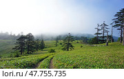 Green summer landscape. Shikotan Island in the Far East. The Kuril Islands. Blooming meadows. Стоковое фото, фотограф Николай Евсюков / Фотобанк Лори