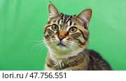 Big Cat on green screen chromakey. Gray kitten isolated on a greenscreen. Feline is Sitting, Looking Up, Playing and Catching. Meowing Cat licks its muzzle. Keying. Advertising video. Goods for pets. Стоковое AI-видео, аниматор Марина Демидюк / Фотобанк Лори