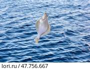 Sea fishing - flounder fishing. Ловля камбалы. Камбала. Стоковое фото, фотограф Roman B. / Фотобанк Лори