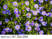 Purple aromatic aster flowers blooming in garden during summer day. Стоковое фото, фотограф Mikhail Davidovich / Фотобанк Лори