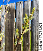 Ветка с молодыми почками ирги ольхолистной (Amelanchier alnifolia) на фоне старого деревянного забора. Стоковое фото, фотограф Владимир Шипикин / Фотобанк Лори