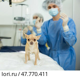 Chihuahua with bandaged belly waiting for postoperative examination in surgical room. Стоковое фото, фотограф Яков Филимонов / Фотобанк Лори