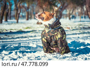 a large adult pit Bull terrier dog dressed in a camouflage jacket smiling at the sun in winter. Стоковое фото, фотограф Артем Курутин / Фотобанк Лори