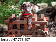 chocolate-colored Labrador puppy sitting in a decorative wooden cart against a background of green bushes. Стоковое фото, фотограф Артем Курутин / Фотобанк Лори