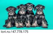 two Miniature Schnauzer puppies sitting on a blue background. Стоковое фото, фотограф Артем Курутин / Фотобанк Лори