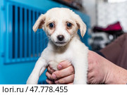 Lonely mongrel puppy seeking a loving home in a crowded shelter environment. Стоковое фото, фотограф Артем Курутин / Фотобанк Лори