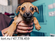 Lonely mongrel puppy seeking a loving home in a crowded shelter environment. Стоковое фото, фотограф Артем Курутин / Фотобанк Лори