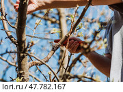 Pruning the branches of a fruit tree with a garden saw. A hand saw in the hands of a man. Close-up tree sawing, Tree maintenance. Gardening. Preparing the garden for the summer season. Стоковое фото, фотограф Photojuli / Фотобанк Лори