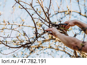 Pruning the branches of a fruit tree with pruning shears and garden shears. A tool in the hands of a man. Sawing a tree in close-up, caring for a tree. Gardening. Preparing the garden for the summer season. Стоковое фото, фотограф Photojuli / Фотобанк Лори