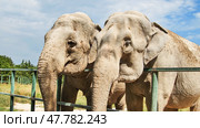 Two elephants standing near metal fence, sharing intimate moment in zoological setting, exhibiting close social bond. Стоковое фото, фотограф Mikhail Davidovich / Фотобанк Лори