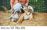 Playful tiger cub enjoying interaction with zookeeper. Стоковое фото, фотограф Mikhail Davidovich / Фотобанк Лори