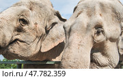 Two elephants standing close to each other near a fence in a zoo enclosure, possibly interacting or showing affection. Стоковое фото, фотограф Mikhail Davidovich / Фотобанк Лори