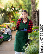 Smiling salesgirl offering potted Chlorophytum comosum in greenhouse. Стоковое фото, фотограф Яков Филимонов / Фотобанк Лори