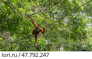 An orangutan in a bizarre pose among the green leaves of a tree. The primate holds onto branches and a stretched rope with its paws and looks down. Malaysia. Borneo. Sandakan. Rehabilitation Centre. Стоковое фото, фотограф Вера Ивановна Кубарева / Фотобанк Лори