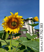 Sunflowers Helianthus annuus in the garden. In the background is a two-story cottage building. (2024 год). Стоковое фото, фотограф Сергей Пристяжнюк (Serg Zastavkin) / Фотобанк Лори