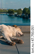white-red-haired dog sleeps on a foot bridge over the Kura River in Tbilisi Georgia. Стоковое фото, фотограф Артем Курутин / Фотобанк Лори