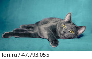 gray shorthair cat plays on a blue background. Стоковое фото, фотограф Артем Курутин / Фотобанк Лори