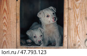 two mongrel puppies of white color inside a wooden doghouse. Стоковое фото, фотограф Артем Курутин / Фотобанк Лори
