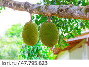 jackfruit. Unique in its size and very tasty unusual fruit of Thailand. (2015 год). Стоковое фото, фотограф Олег Жуков / Фотобанк Лори