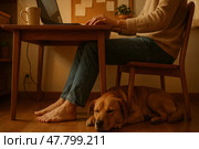 Sleeping dog under remote worker's desk in cozy home setting. Стоковое AI-изображение, AI-художник Максим Гребешков / Фотобанк Лори